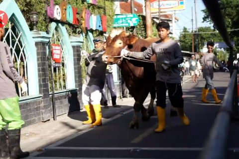 Juleha, penentu pemotongan hewan kurban secara syar’i