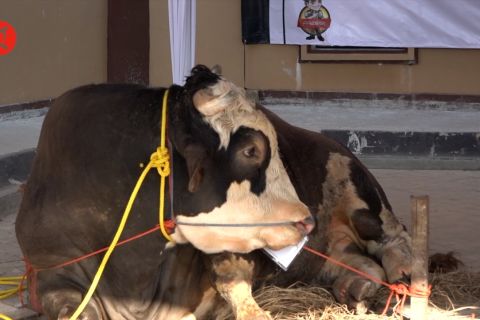 Mabes Polri sumbang 112 hewan kurban di Idul Adha 1443 H