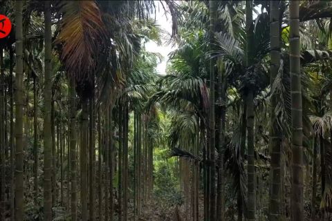 Mampu hijaukan hutan, kakek di Lumajang raih Kalpataru