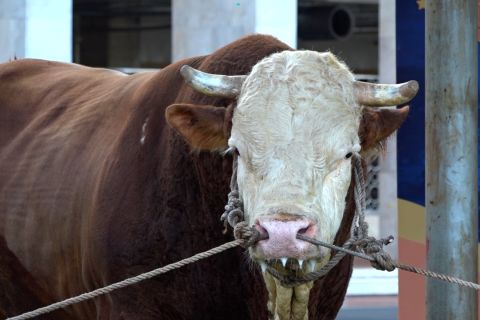 Presiden menengok 'Simental' sebelum diserahkan ke pengurus masjid