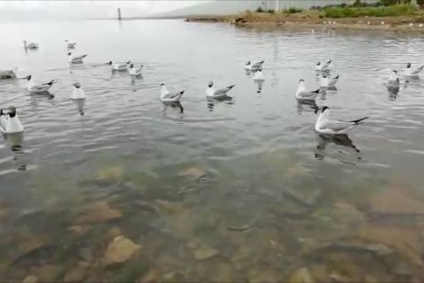 Rekreasi ke Danau Qinghai di dataran tinggi Tibet