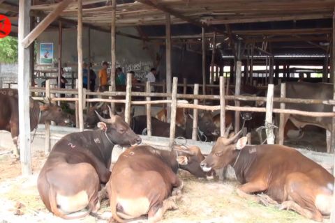 20 Provinsi telah tertular PMK, BNPB tetapkan status darurat