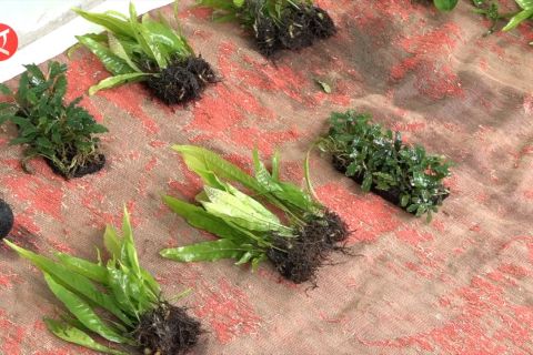 Memanen rupiah dari bertani aquascape di Gunung Bunder