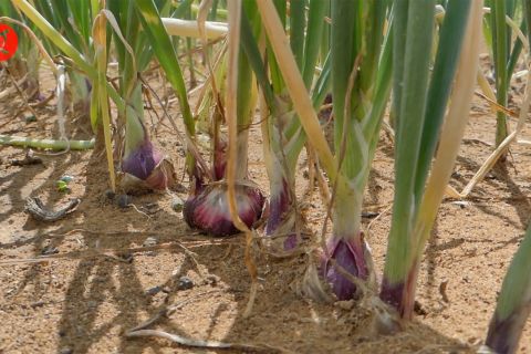 Petani Banjarbaru sukses tanam bawang merah menggunakan Sistem Tabela