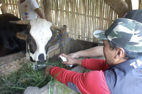 Tagana Jember gunakan asap cair batok kelapa obati PMK