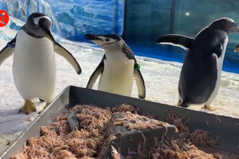 Tiga penguin Antartika menarik pengunjung ke Taman Kutub Harbin