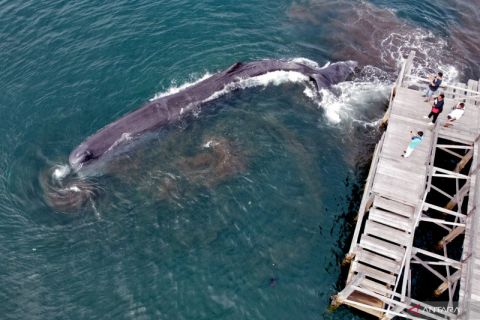 Paus sperma terdampar di Banyuwangi