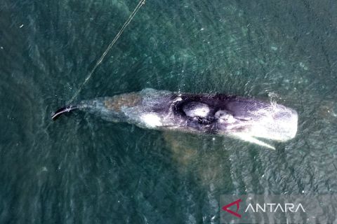Paus Sperma yang terdampar di Banyuwangi akhirnya mati