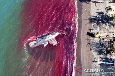 Evakuasi paus terdampar di Pantai Warudoyong belum berhasil