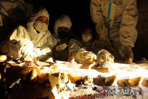 Tim dokter teliti penyebab kematian paus sperma di Banyuwangi