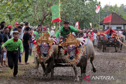 Tradisi pacuan kerbau Makepung di Jembrana Bali
