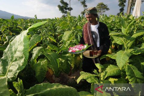 Tradisi ritual Tungguk Tembakau di lereng Gunung Merbabu