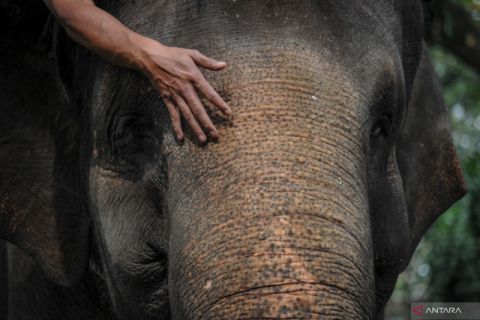 Peringatan Hari Gajah Sedunia di Bandung
