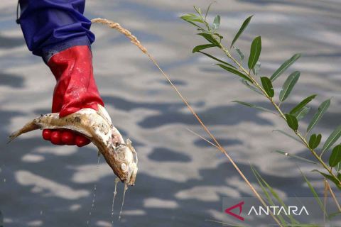 Kematian massal ikan-ikan di Sungai Oder