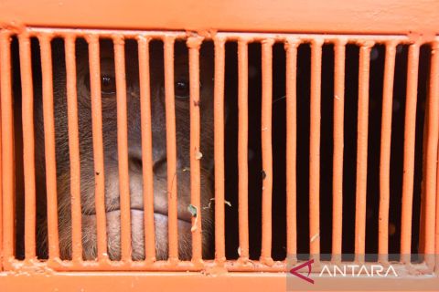 BBKSDA Sumut menerima orang utan Sumatera dari Madura