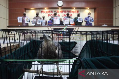 Rilis kasus perniagaan satwa dilindungi