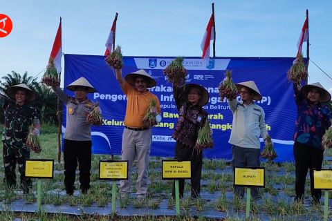 Bawang merah sumbang 3 besar inflasi di Babel, BI gelar panen