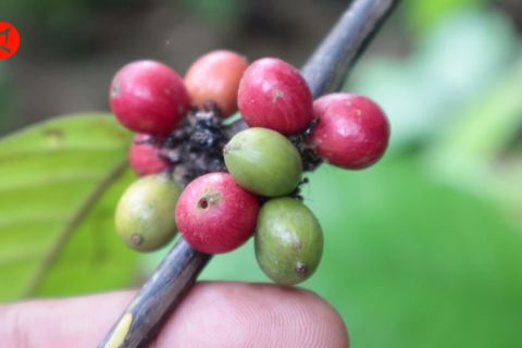Diminati pasar, Kalsel prioritaskan pengembangan budi daya kopi