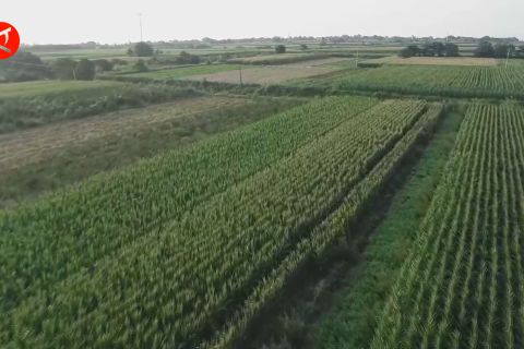 Efektivitas teknik pertanian China tekan biji-bijian gagal panen