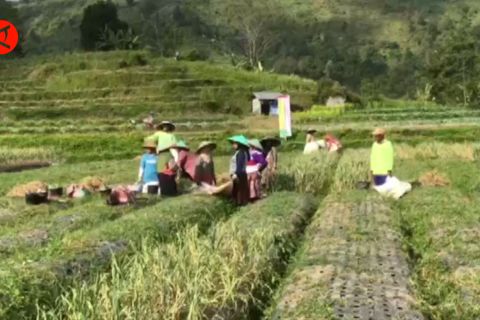 Ganjar gali peluang sektor pertanian dari isu krisis pangan