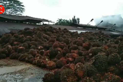 Gubernur tetapkan harga TBS di Jambi Rp2.016 per kg