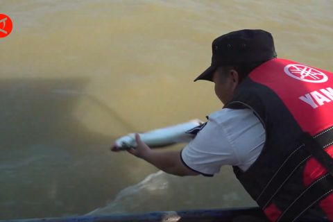 Ikan danau air tawar terbesar di China bertambah karena hal ini