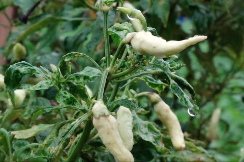 Ini cara Riau tekan inflasi