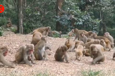 Kawanan Makaka nikmati musim panas di China timur