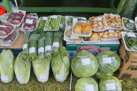 Kementan wujudkan Wonosobo jadi sentra industri pangan terpadu