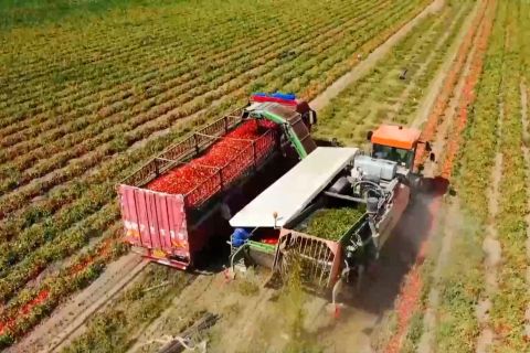 Mesin pintar tingkatkan efisiensi panen tomat di Xinjiang
