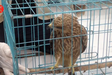 Polda Jawa Timur amankan ratusan satwa ilegal