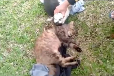 Tuntut jenderal bintang satu, pencinta kucing inginkan keadilan