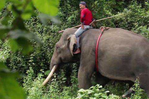 Upaya KLHK mencegah konflik satwa berkelanjutan
