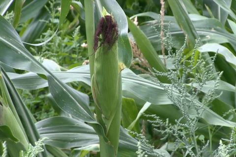 Produksi jagung di Prancis turun 18 persen pada Agustus