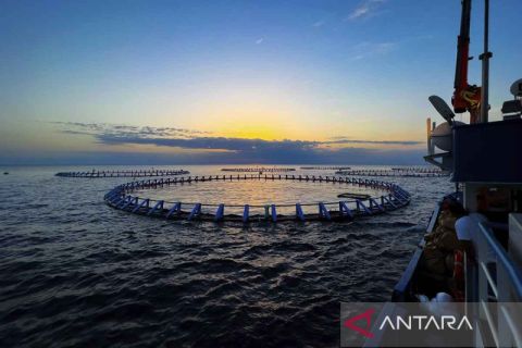 Budidaya tuna sirip biru di Malta