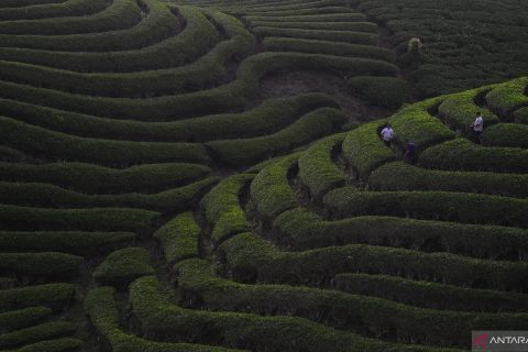 Pesona kebun teh di Solok