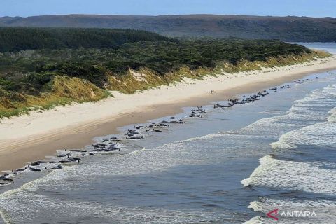 Ratusan paus pilot kembali terdampar di Tasmania