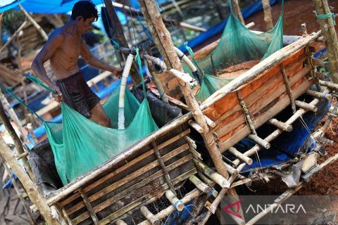 DAMPAK NAIKNYA BBM HARGA TEPUNG SAGU NAIK