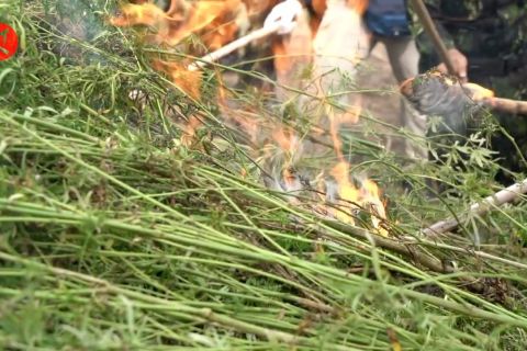 BNN musnahkan tujuh hektare ladang ganja di Aceh
