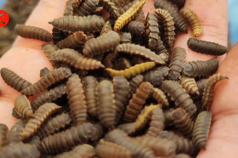 Budidaya maggot potensi menggiurkan untuk dikembangkan