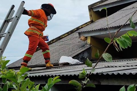 Dua petugas damkar diserang tawon vespa saat proses evakuasi