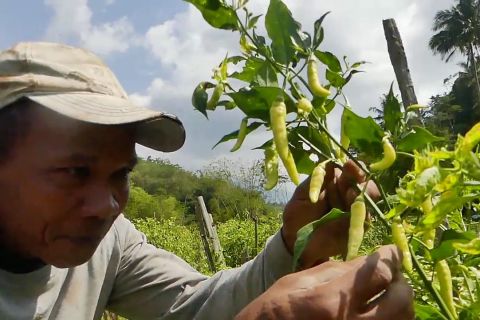 Harga cabai rawit ditingkat petani merangkak naik