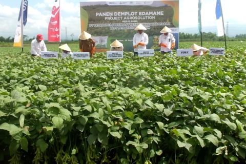 Meningkatkan produksi edamame di Jember melalui Agro solution