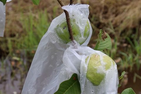 Mahasiswa Untan sukses budi daya jambu kristal di lahan aluvial