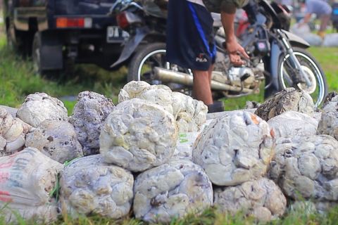 Upaya Kalsel dorong hilirisasi karet