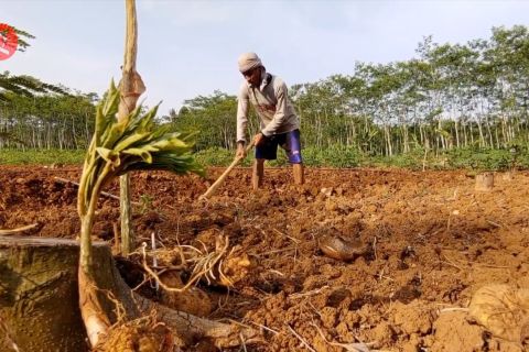 Agar petani porang Jateng pahami prosedur ekspor