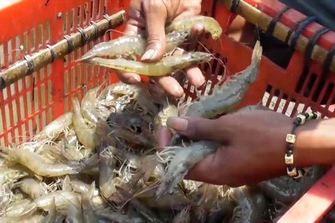 Upaya KKP wujudkan Indonesia masuk 10 besar eksportir ikan dunia