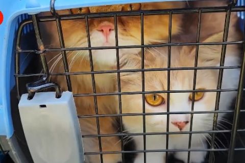 DPKP Bangka Belitung siapkan 80 vaksin rabies gratis