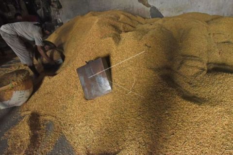 Harga Gabah Di Tingkat Petani Naik