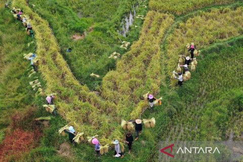 Musim panen hasil pertanian di China